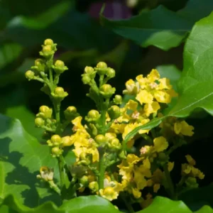 Peanut Butter Tree Live Plant 4-6 Inch - Ready for Your Garden or Container