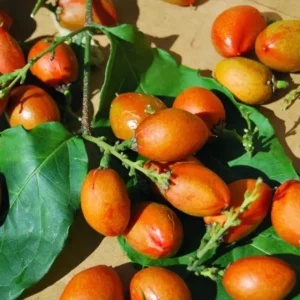 Peanut Butter Tree Live Plant 4-6 Inch - Ready for Your Garden or Container