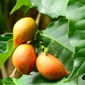 Peanut Butter Tree Plant Starter - 4-6 Inch Fruit Plant for Outdoor Garden