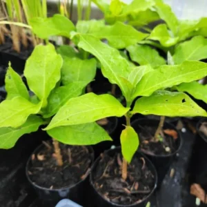 Peanut Butter Tree Plant Starter - 4-6 Inch Fruit Plant for Outdoor Garden