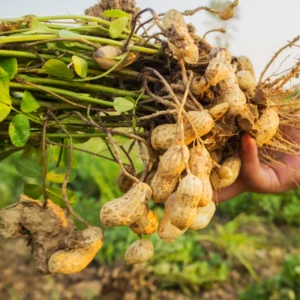 Peanut Live Plant - Large Vegetable Plant in 3.5 Inch Pot for Growing