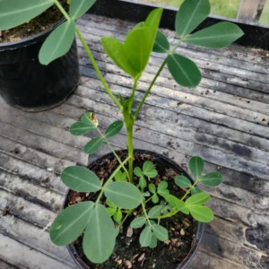 Peanut Live Plant - Large Vegetable Plant in 3.5 Inch Pot for Growing