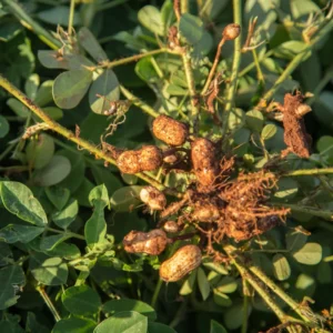 Peanut Live Plant - Large Vegetable Plant in 3.5 Inch Pot for Growing