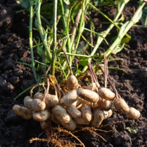 Peanut Live Plant - Large Vegetable Plant in 3.5 Inch Pot for Growing