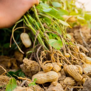 Peanut Live Plant - Large Vegetable Plant in 3.5 Inch Pot for Growing