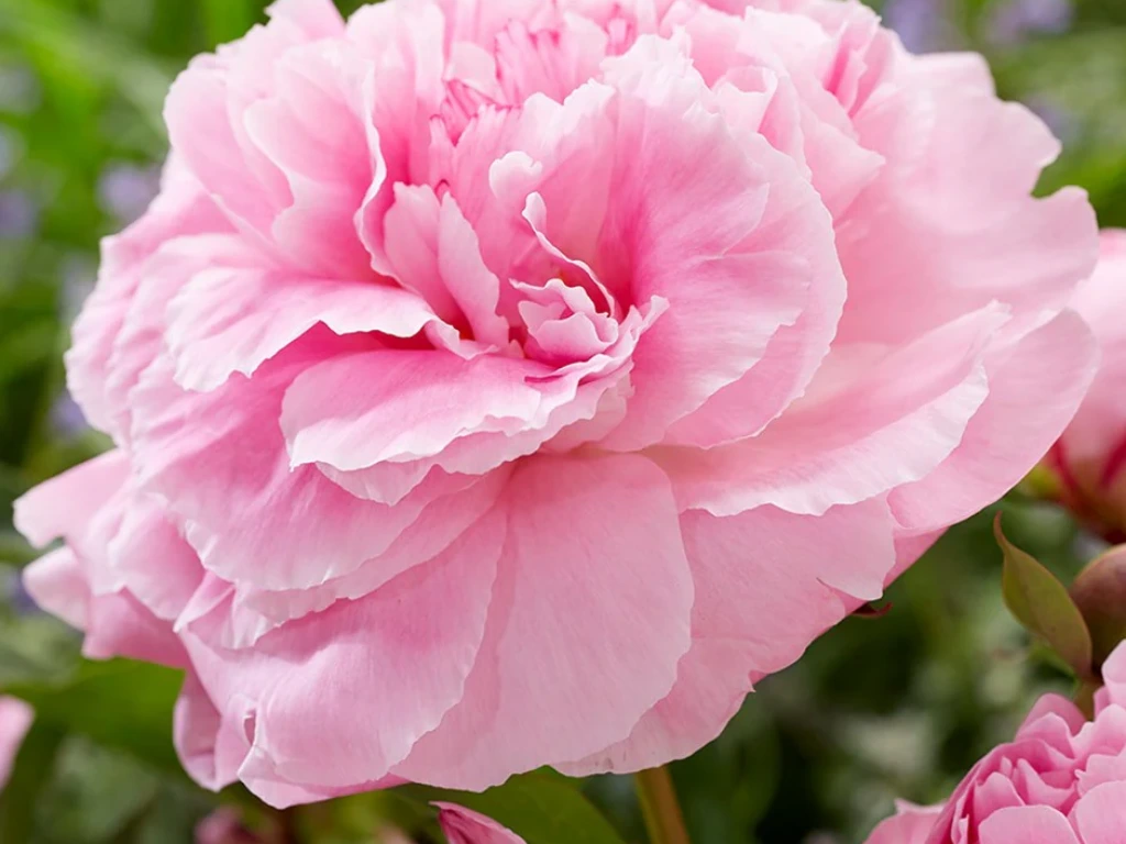 Peony (Paeonia lactiflora)