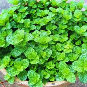 Peppermint Plants - 10 Live Vegetable Plants - 4 Inch Bareroots - Garden Herb