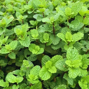 Peppermint Plants - 10 Live Vegetable Plants - 4 Inch Bareroots - Garden Herb