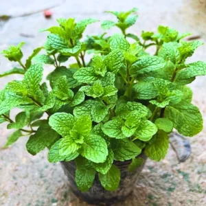 Peppermint Plants - 10 Live Vegetable Plants - 4 Inch Bareroots - Garden Herb