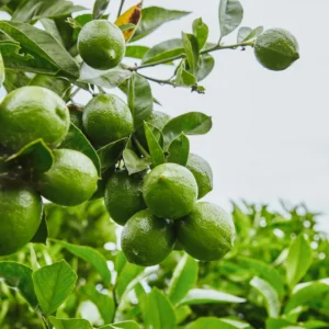 Persian Lime Trees Live Plants 2-3 Feet Tall 1 Gallon Pot