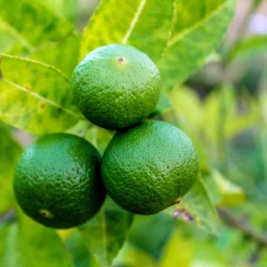 Persian Lime Trees Live Plants 2-3 Feet Tall 1 Gallon Pot