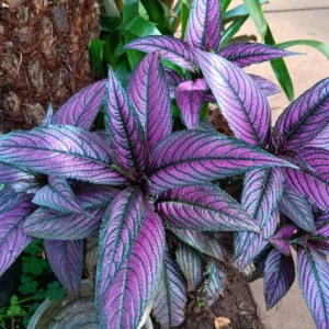 Persian Shield Plant Live 2 Inches Pot - Purple House Plant