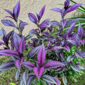 Persian Shield Plant Live 2 Inches Pot - Purple House Plant
