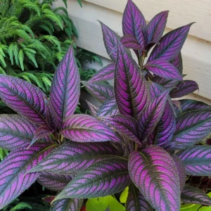 Persian Shield Plant Live 2 Inches Pot - Purple House Plant
