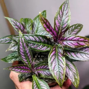 Persian Shield Plant Live 2 Inches Pot - Purple House Plant