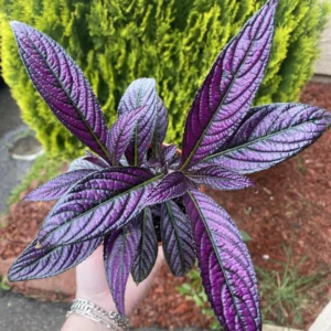 Persian Shield Plant Live 2 Inches Pot - Purple House Plant