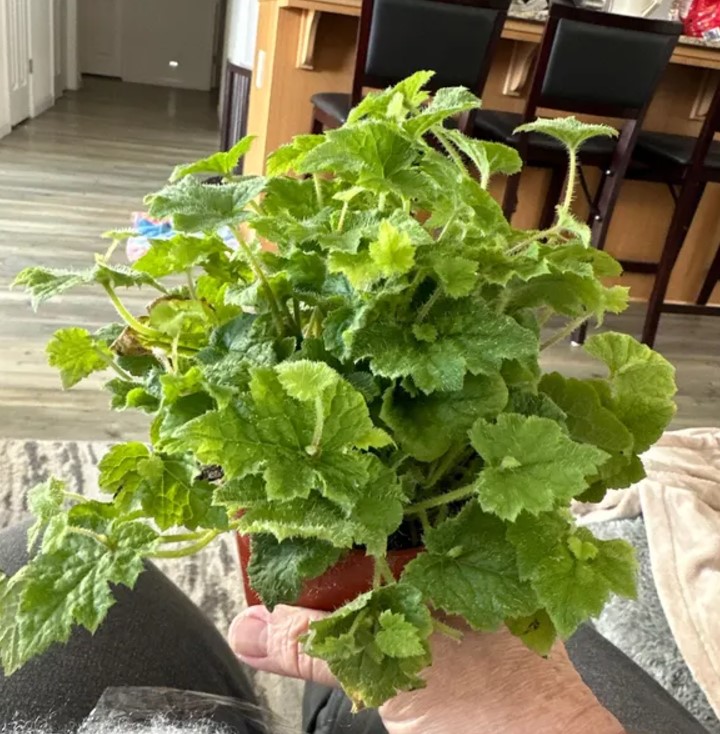 Piggyback Plant in 4" Pot Live Indoor Houseplant Lush Green Foliage Easy-Care - Image 6