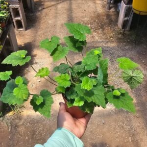 Piggyback Plant in 4" Pot Live Indoor Houseplant Lush Green Foliage Easy-Care