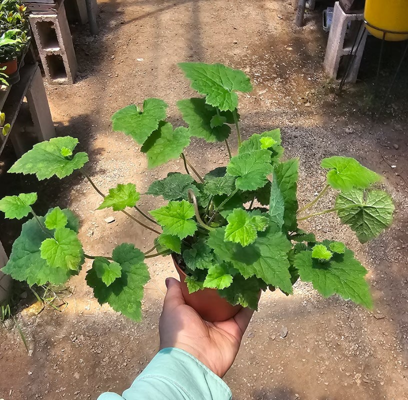 Piggyback Plant in 4" Pot Live Indoor Houseplant Lush Green Foliage Easy-Care