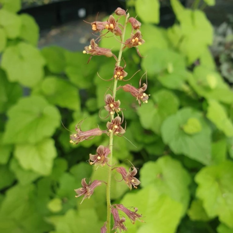 Piggyback Plant in 4" Pot Live Indoor Houseplant Lush Green Foliage Easy-Care - Image 4