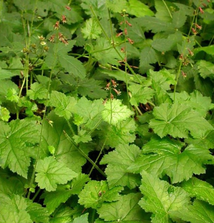 Piggyback Plant in 4" Pot Live Indoor Houseplant Lush Green Foliage Easy-Care - Image 3