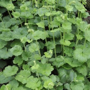 Alternative view of Piggyback Plant in 4" Pot Live Indoor Houseplant Lush Green Foliage Easy-Care