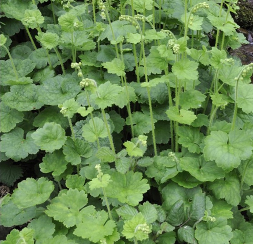 Piggyback Plant in 4" Pot Live Indoor Houseplant Lush Green Foliage Easy-Care - Image 2