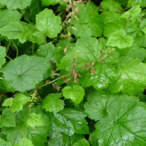 Piggyback Plant Live Indoor Houseplant - Unique Fast-Growing Plant