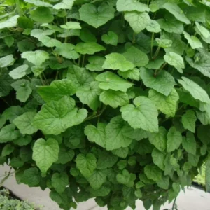 Piggyback Plant Live Indoor Houseplant - Unique Fast-Growing Plant