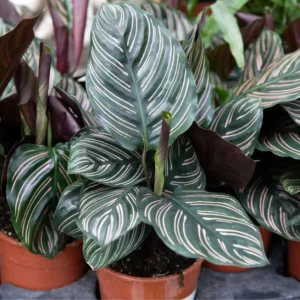 Pin Stripe Prayer Plant - Calathea Ornata - 4 Inch Potted House Plant Live Indoor