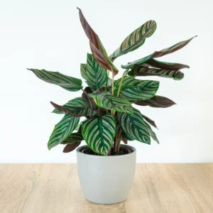 Pin Stripe Prayer Plant - Calathea Ornata - 4 Inch Potted House Plant Live Indoor