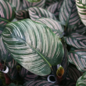 Pin Stripe Prayer Plant - Calathea Ornata - 4 Inch Potted House Plant Live Indoor