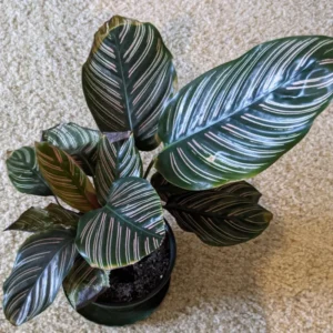 Pin Stripe Prayer Plant - Calathea Ornata - 4 Inch Potted House Plant Live Indoor