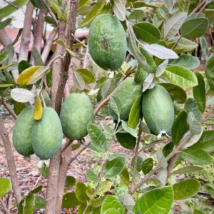 Pineapple Guava Live Plant - Garden Guava Fruit Tree 4-8 inch