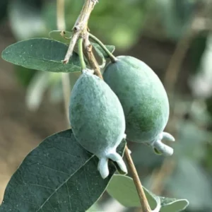 Pineapple Guava Live Plant - Garden Guava Fruit Tree 4-8 inch