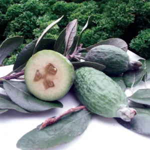 Pineapple Guava Live Plant - Garden Guava Fruit Tree 4-8 inch