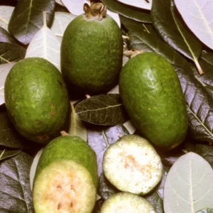 Pineapple Guava Trees Live Plants, Tropical Guava Fruit Tree, 5-9 Inches Tall, Garden Ready