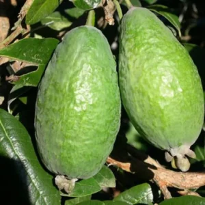 Pineapple Guava Trees Live Plants, Tropical Guava Fruit Tree, 5-9 Inches Tall, Garden Ready