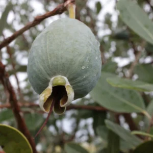 Pineapple Guava Trees Live Plants, Tropical Guava Fruit Tree, 5-9 Inches Tall, Garden Ready