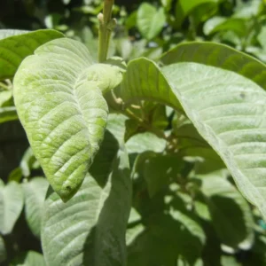 Pineapple Guava Trees Live Plants, Tropical Guava Fruit Tree, 5-9 Inches Tall, Garden Ready