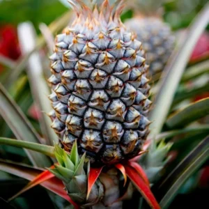 Pineapple Plant Live - 5-8 Inch Tropical Fruit Tree for Planting Outdoor