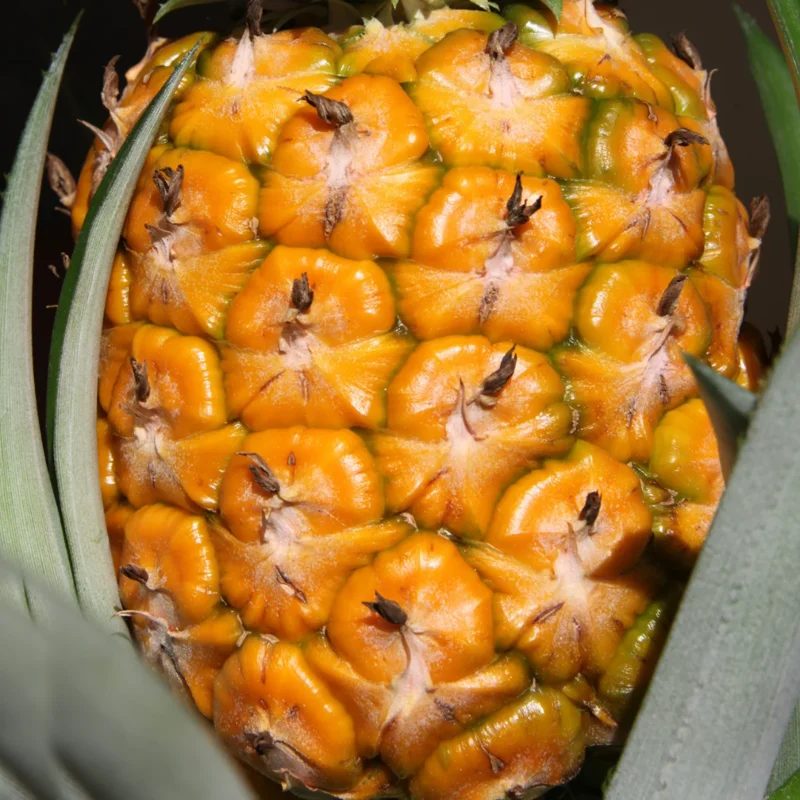 Pineapple Plants Pack 2 Live Pineapple Fruit Tree 5-8 Inch Tall