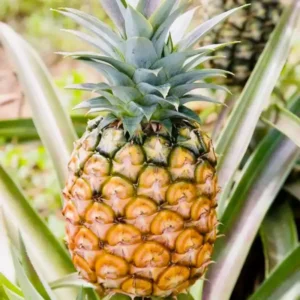 Pineapple Plants Pack 2 Live Pineapple Fruit Tree 5-8 Inch Tall