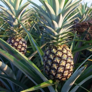 Pineapple Plants Pack 2 Live Pineapple Fruit Tree 5-8 Inch Tall