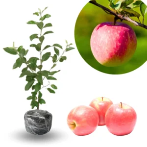 Pink Apple Tree Live Plant - Fruit Trees 24 to 30 Inches Tall
