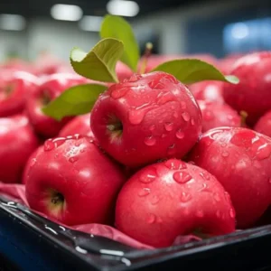 Pink Apple Tree Live Plant - Fruit Trees 24 to 30 Inches Tall