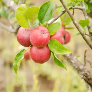 Pink Apple Tree Live Plant - Fruit Trees 24 to 30 Inches Tall