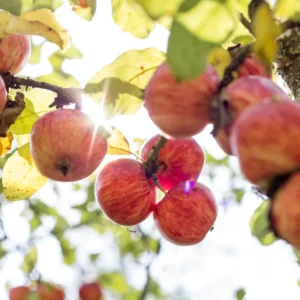 Pink Apple Tree Live Plant - Fruit Trees 24 to 30 Inches Tall