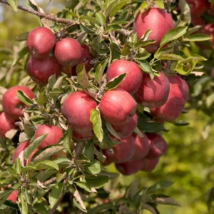 Pink Apple Tree Live Plant - Fruit Trees 24 to 30 Inches Tall