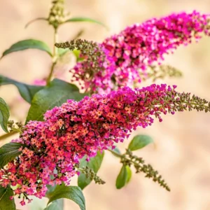 Pink Butterfly Bush Live Plants - 2 Pack Shrub - 4-6 Inch Tall - Flowering Hedge
